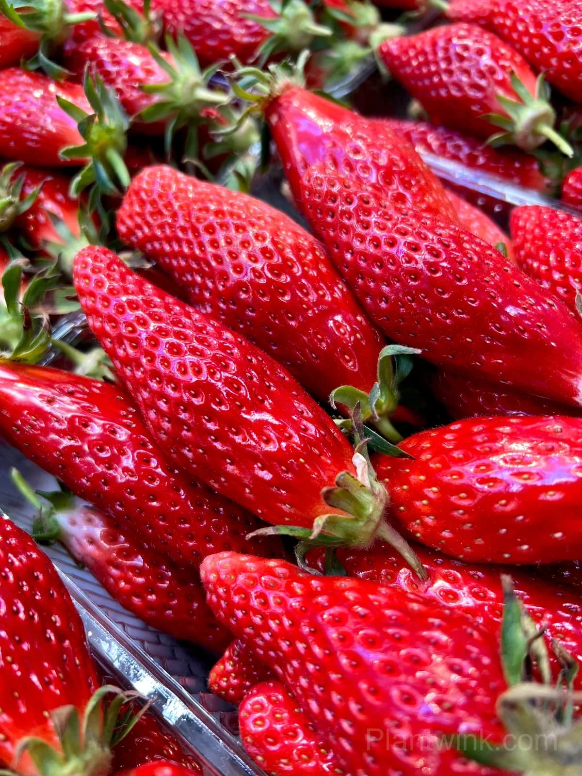 Banana-Shaped Strawberry Seeds – Unique Strawberries for Home Garden & Easy Growing - View 2