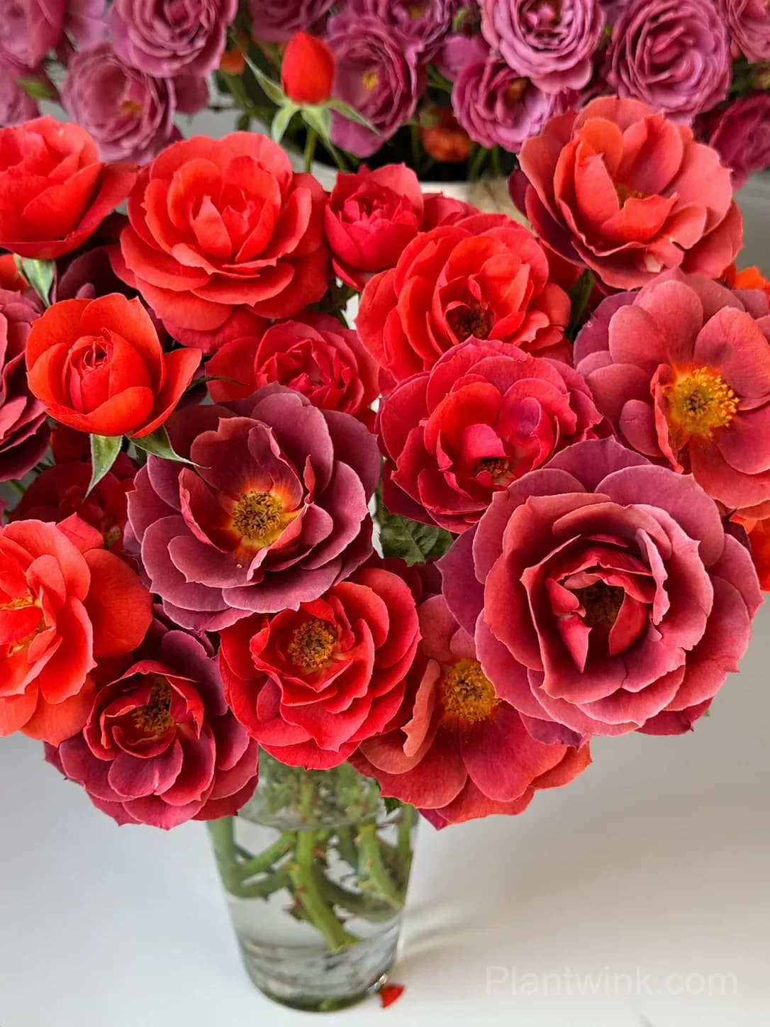Dark Red Rose Seeds – Unique Deep Red Blooms, Easy to Grow & Beautiful - View 3