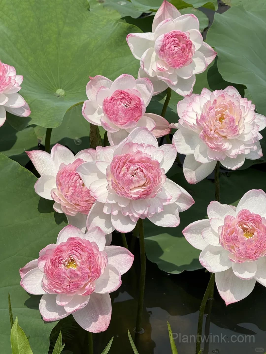 Giant Lotus Rhizomes – Stunning Large Bowl-Sized Blooms for Ponds, Water Gardens & Large Containers - Alt