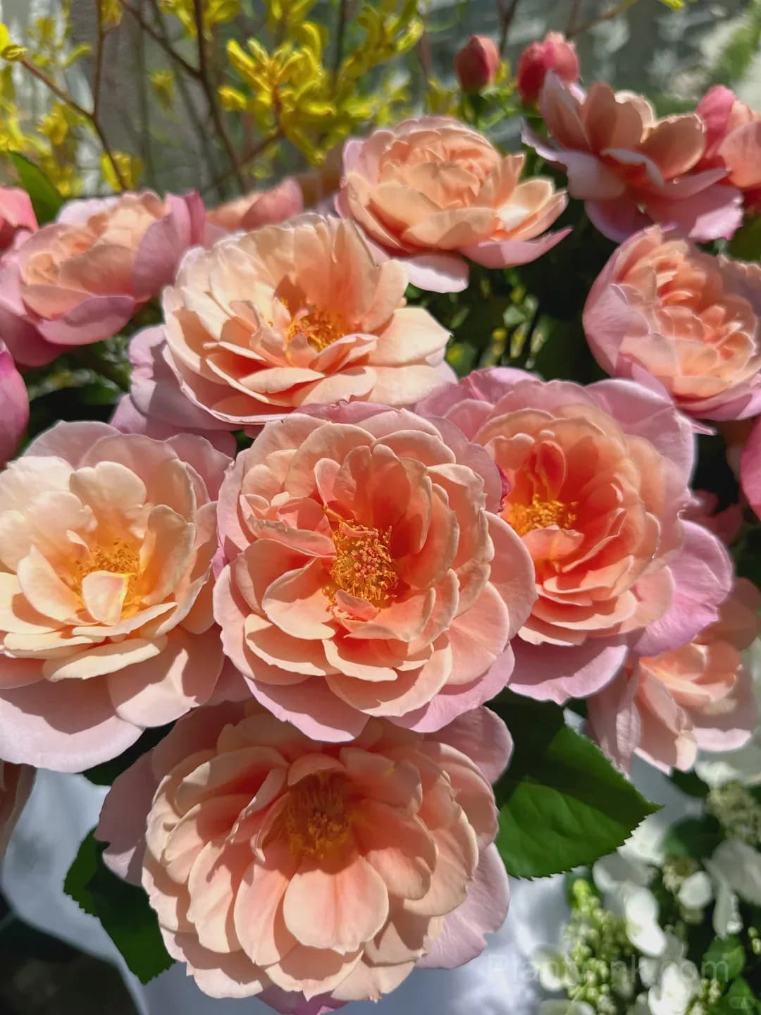 Distant Drums Rose Seeds - Rare Color-Changing Mauve & Bronze Shrub, Strong Myrrh Fragrance - View 1
