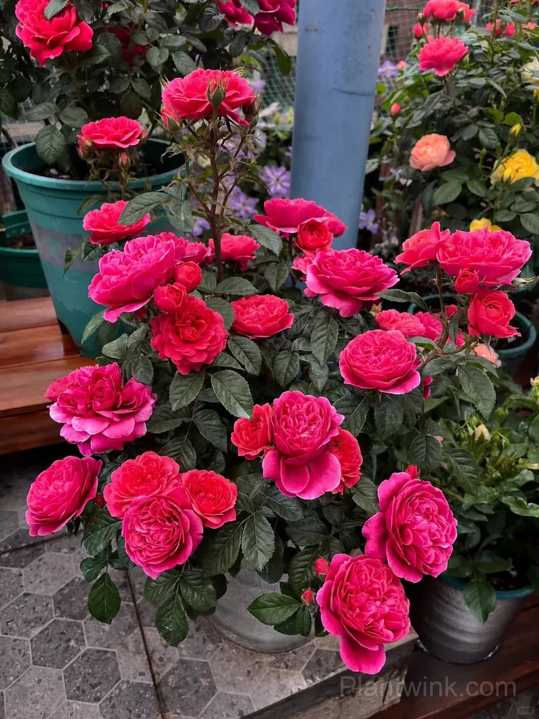 Vibrant Pink Patio Rose Seeds – Compact Growth, Beautiful Blooms & Easy to Grow - View 1