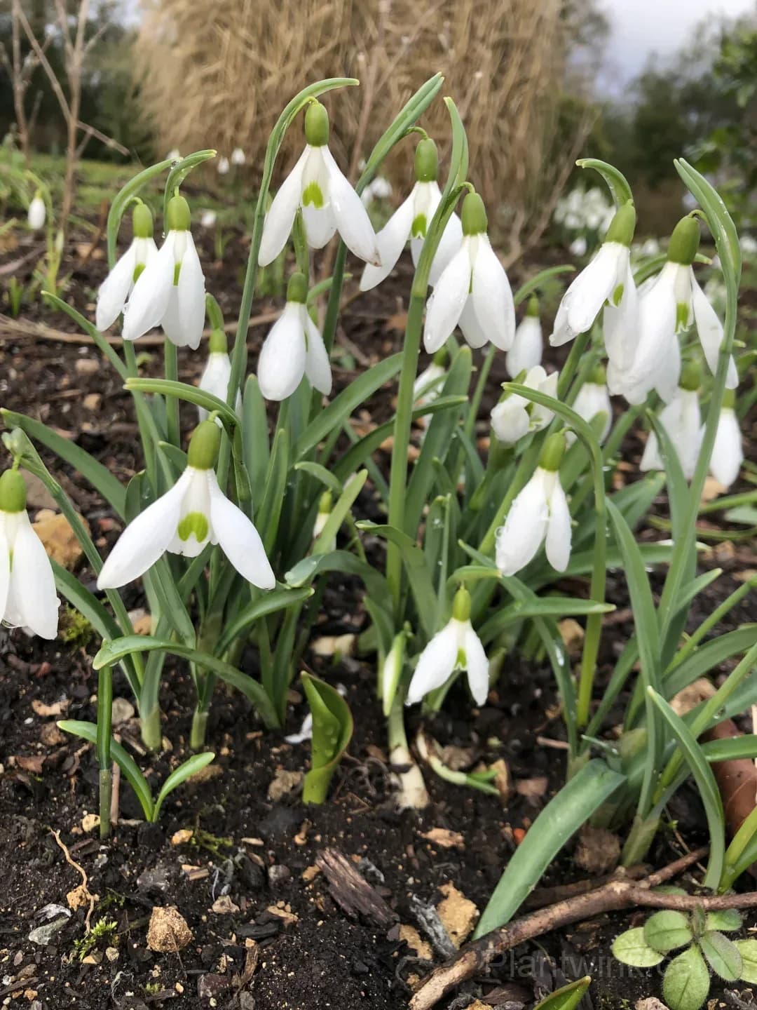 Snowdrop Bulbs (Galanthus) – Hardy White Spring Flowers for Garden, Pots & Landscaping - Main