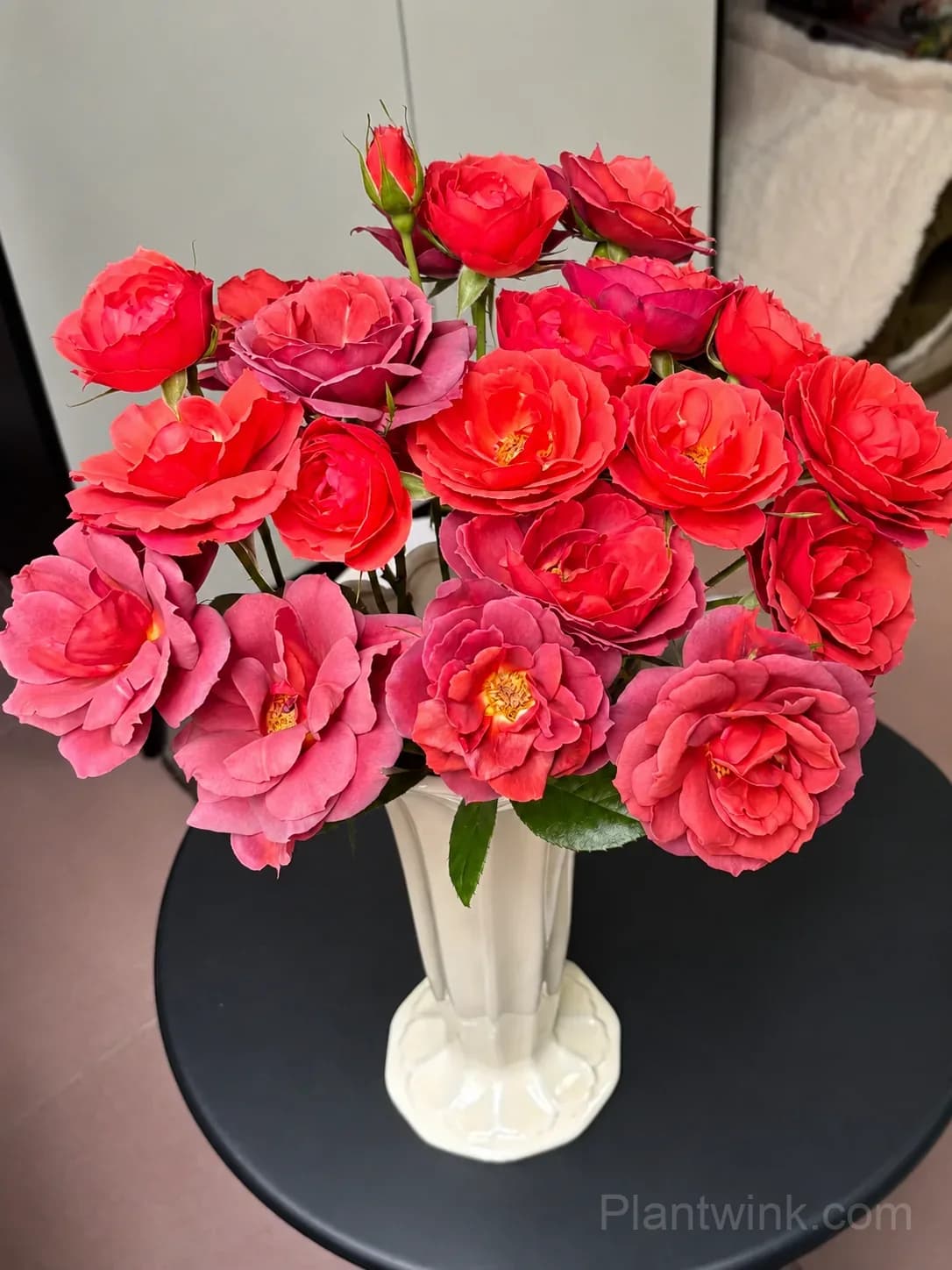 Dark Red Rose Seeds – Unique Deep Red Blooms, Easy to Grow & Beautiful - View 1