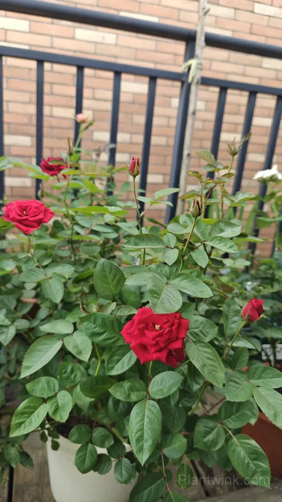 Red Velvet Rose Seeds - Dark Red Hybrid Tea Cut Flower, Velvet Petals & Long Vase Life - View 4