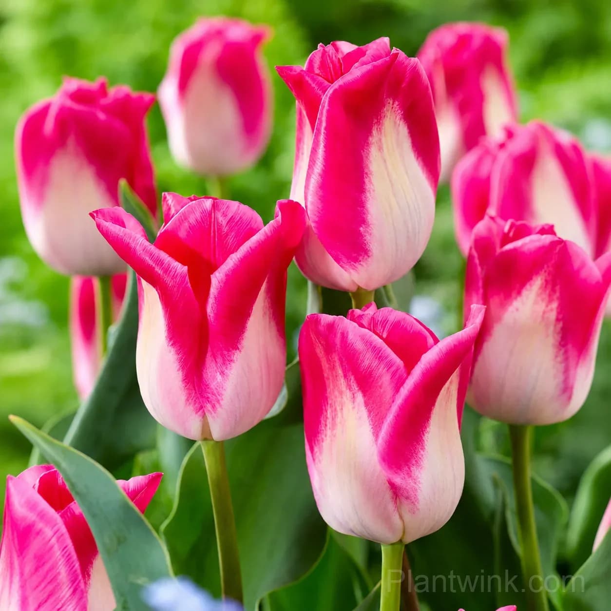 Marilyn Tulip Bulbs, Pink & White Lily-Flowered Tulips for Garden & Patio - View 4