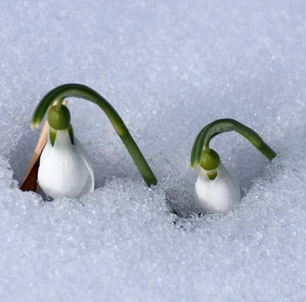 Snowdrop Bulbs (Galanthus) – Hardy White Spring Flowers for Garden, Pots & Landscaping - View 5