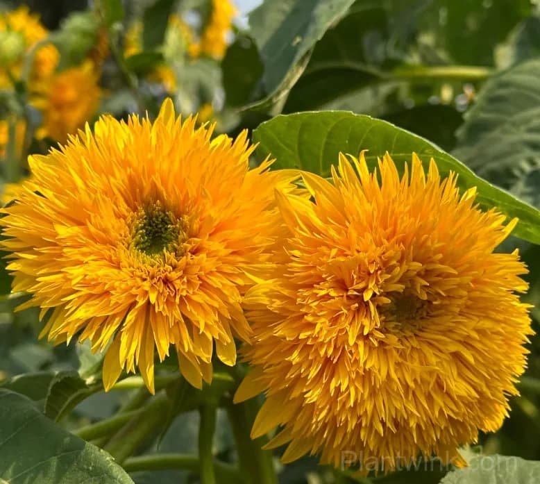 Teddy Bear Sunflower Seeds – Dwarf Double Blooms, Easy to Grow & High Germination - Main