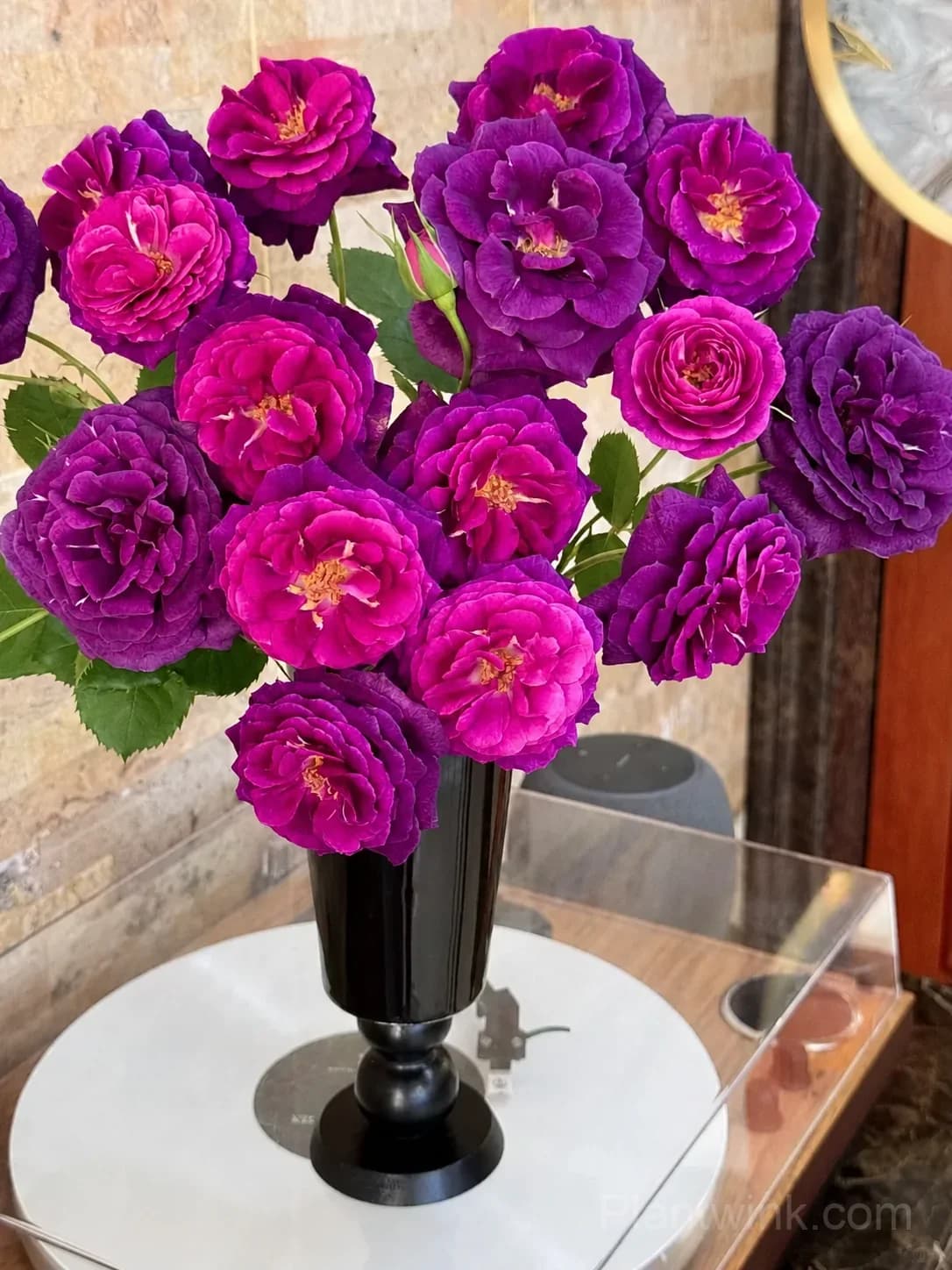 Purple Magenta Rose Seeds – Large Double Blooms, Easy to Grow - View 4
