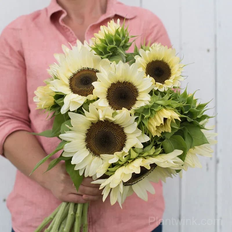 White Lover Sunflower Seeds – Elegant White Blooms, Easy to Grow & High Germination - Alt
