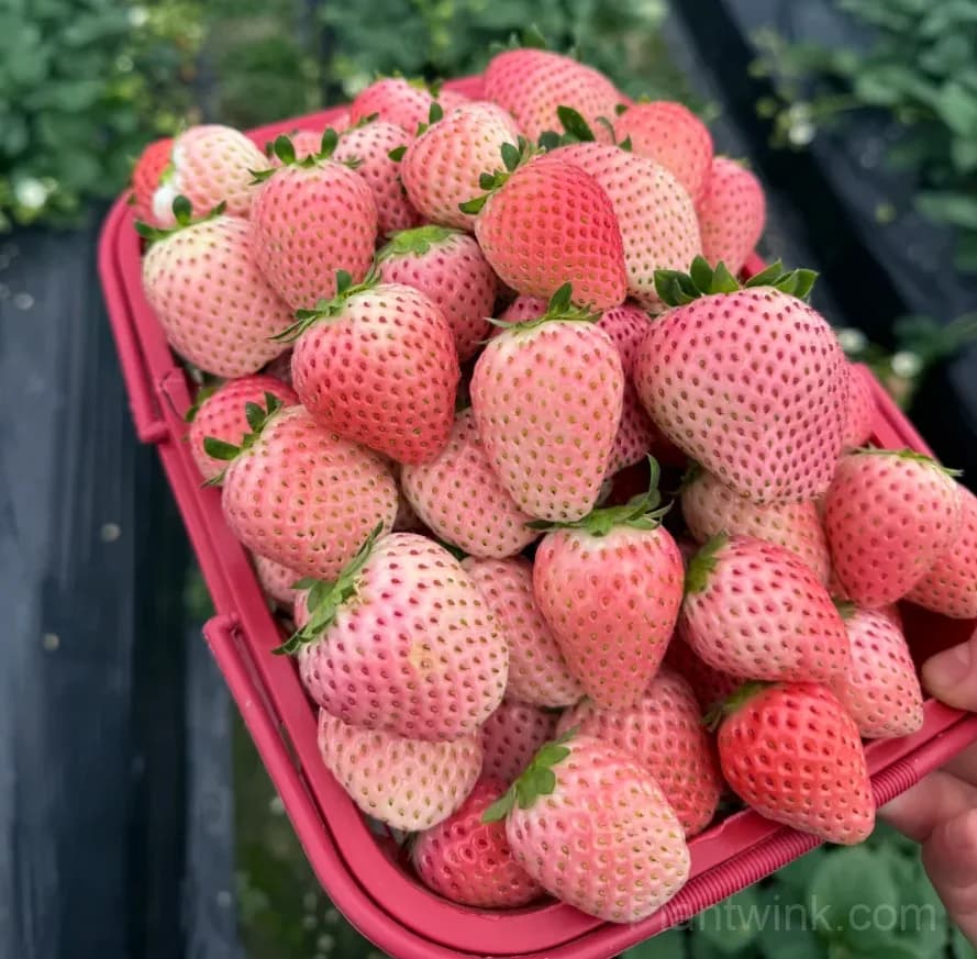Fenyu Pink Strawberry Seeds – Sweet, Juicy & Easy to Grow - View 2