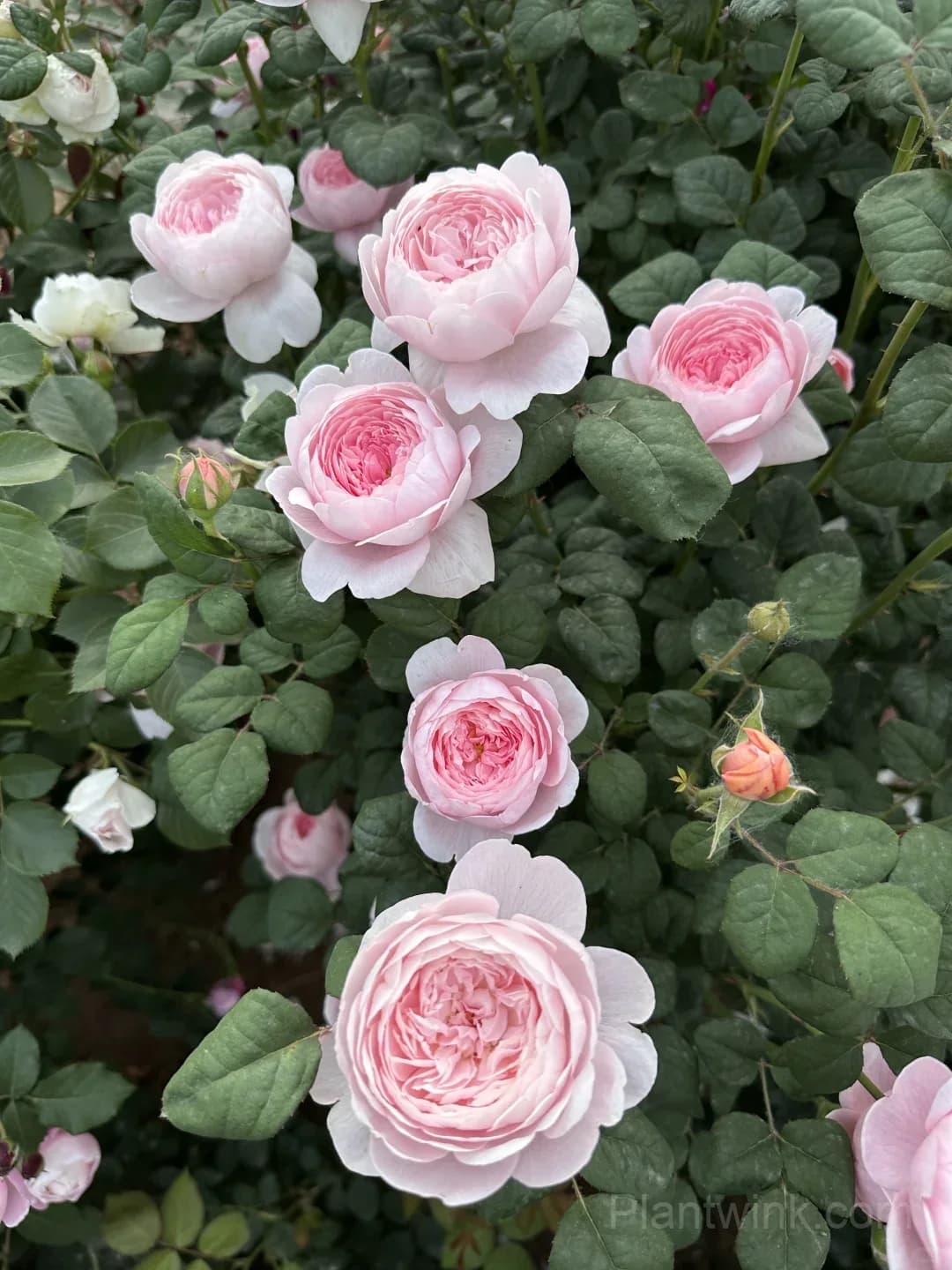 Queen of Sweden Rose Seeds – Soft Pink Roses for Garden, Patio & Home Growing - View 3