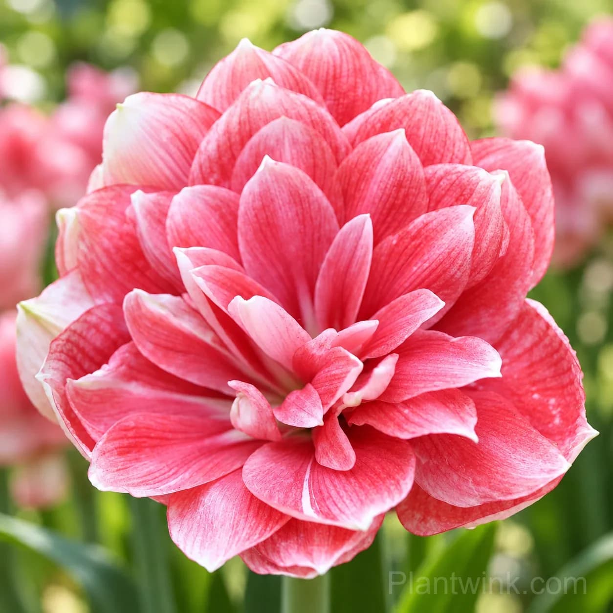 Rare Amaryllis Bulbs - View 7