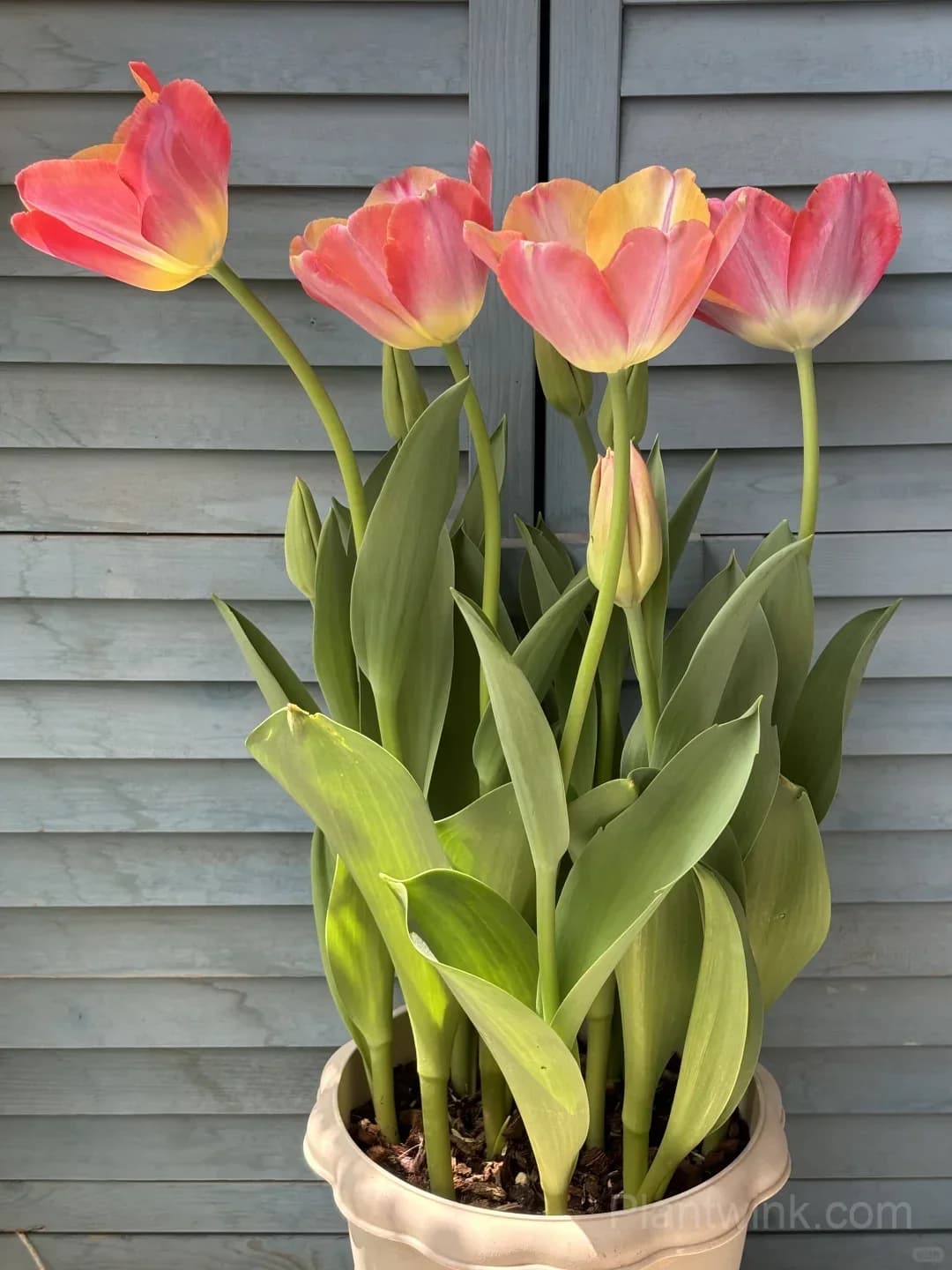 Peach Pink Tulip Bulbs – Coral Orange Flowering Tulips for Garden, Pots & Patio - Alt