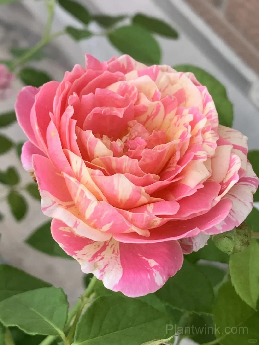 Monet Rose Seeds – Pink & Yellow Striped Roses for Garden, Patio & Home Growing - View 1