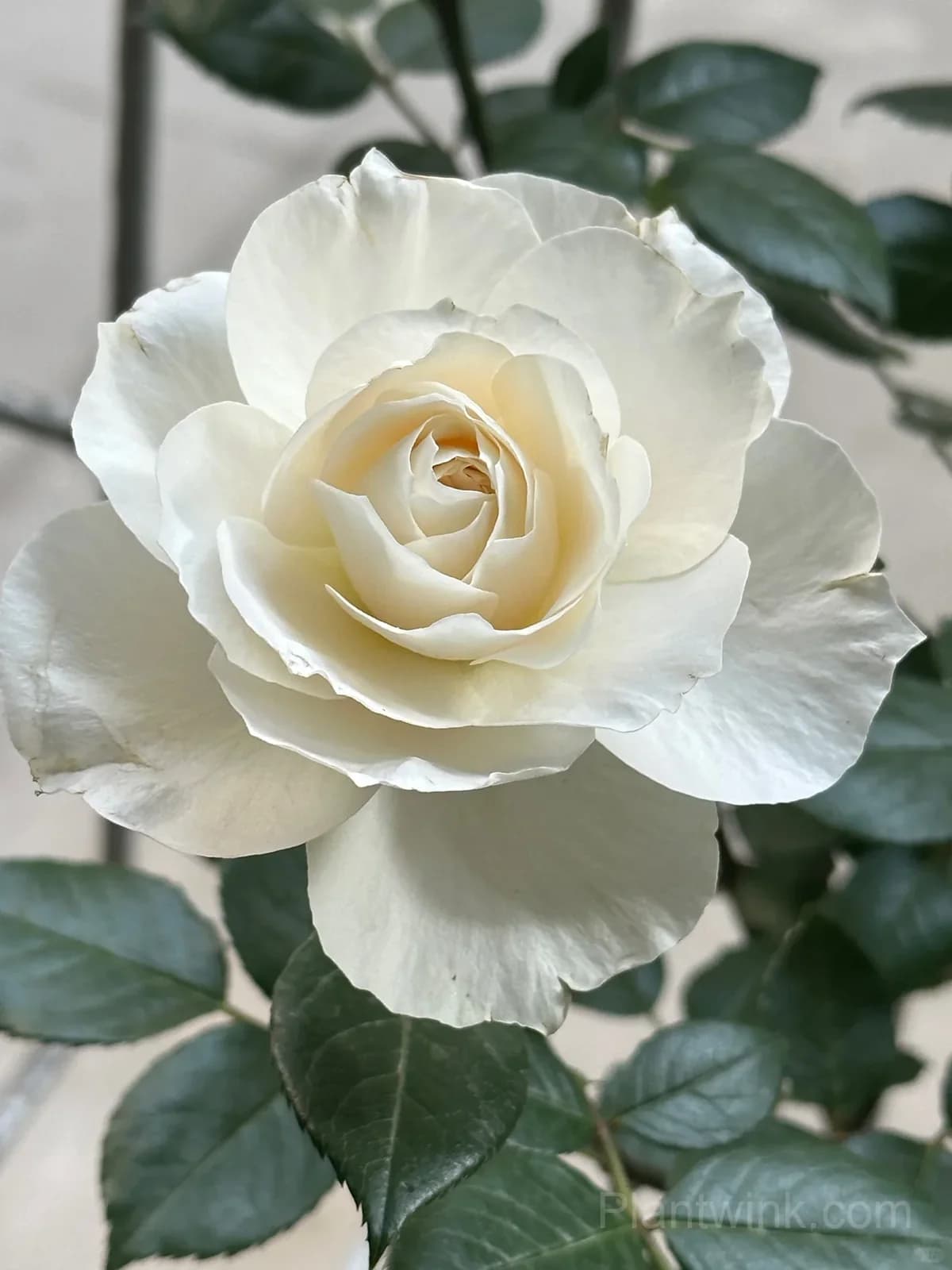 Opera Queen Rose Seeds - Cream & Apricot Bicolor Shrub Rose, Fragrant Citrus Scent - View 5