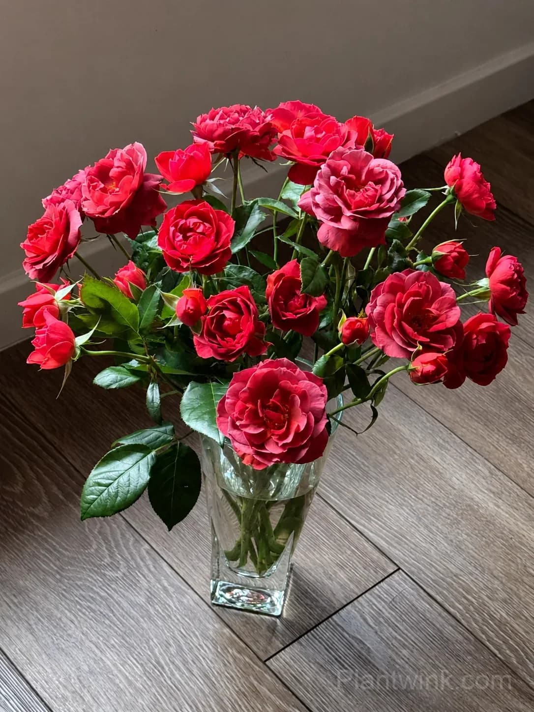 Dark Red Rose Seeds – Unique Deep Red Blooms, Easy to Grow & Beautiful - View 5