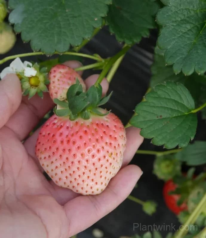 Japanese Awayuki White Strawberry Seeds – Sweet Strawberry Seeds for Home Garden - View 5