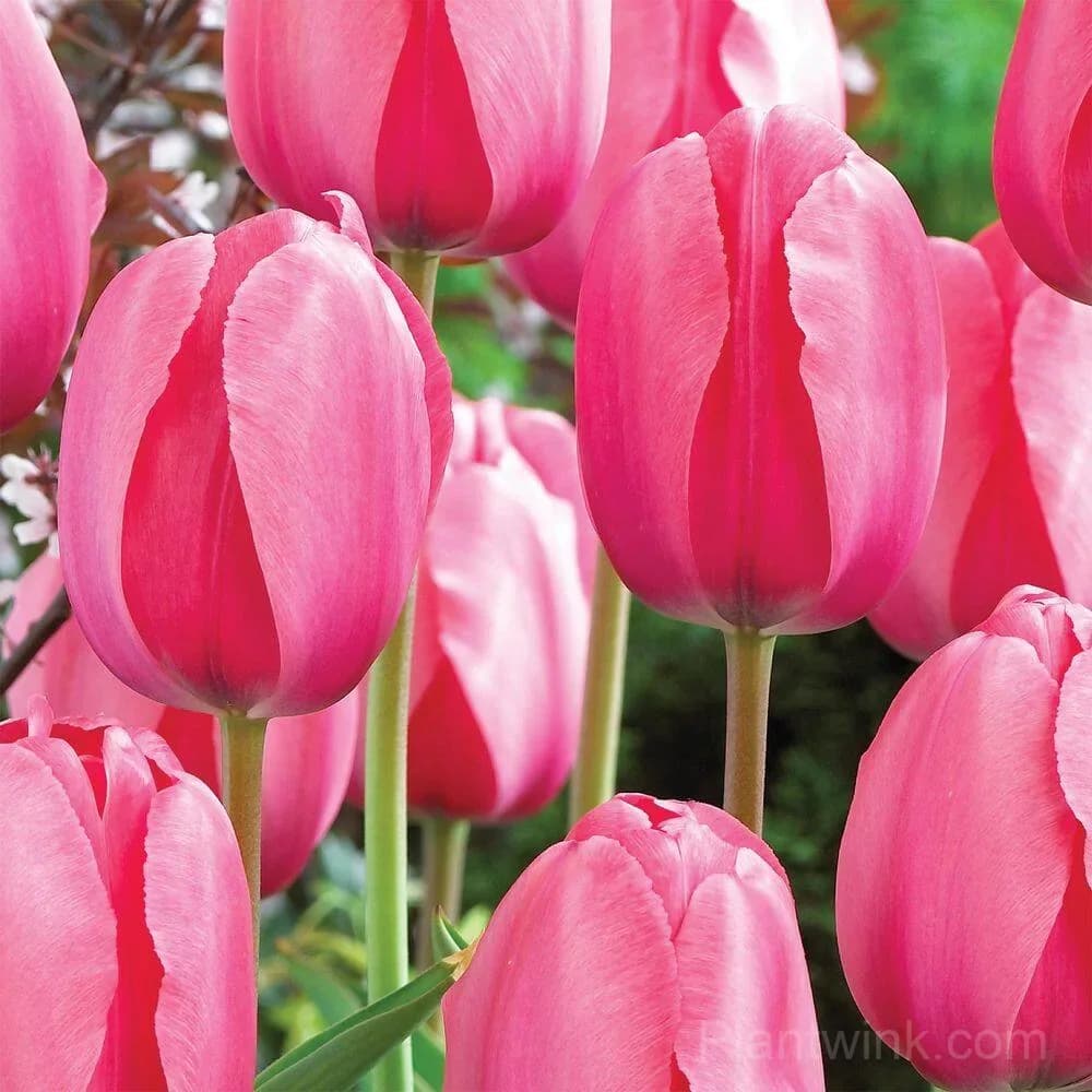 Premium Pink Tulip Bulbs – Dutch Spring Flower Bulbs for Planting & Garden - View 4
