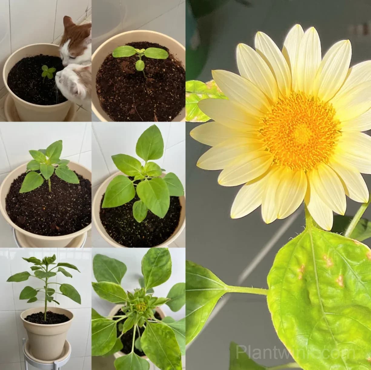 Cream Sunflower Seeds – Soft Yellow Blooms, Easy to Grow & High Germination - View 6