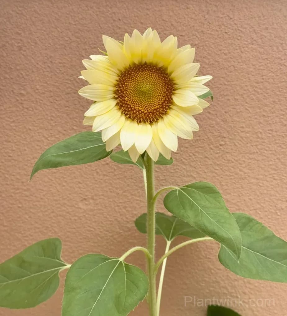White Moonlight Sunflower Seeds – Elegant White Blooms, Easy to Grow & High Germination - View 6