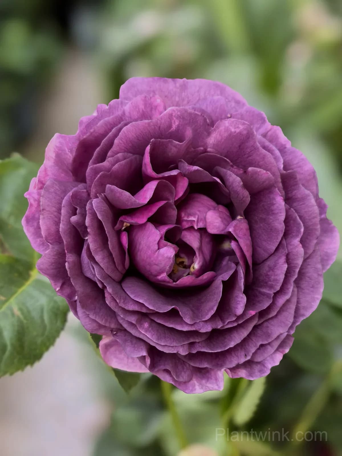 Purple Magenta Rose Seeds – Large Double Blooms, Easy to Grow - View 2