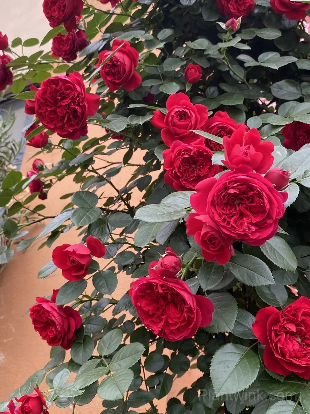 Florentina Rose Seeds – Climbing Red Roses for Garden, Trellis & Home Growing - View 2