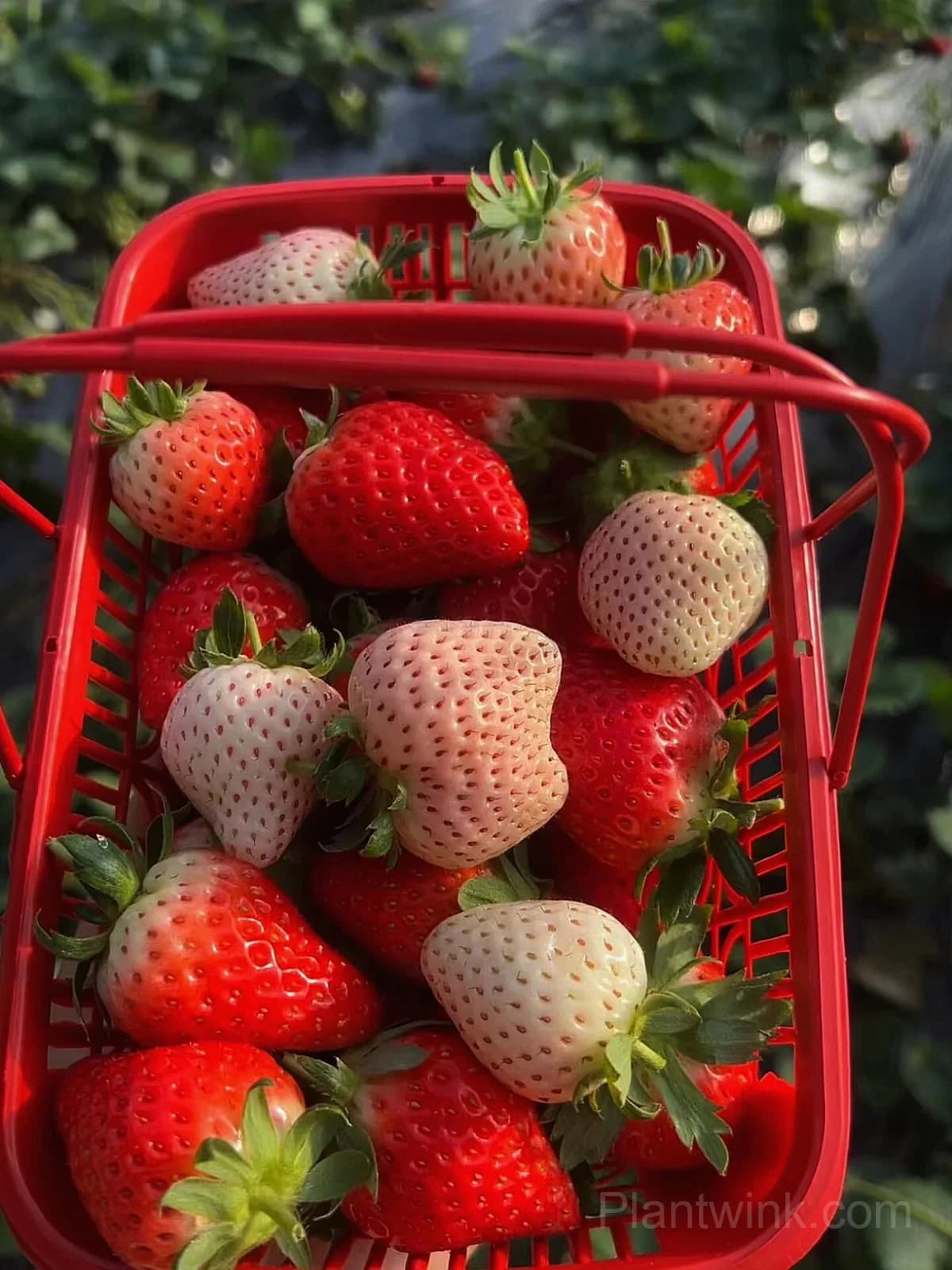 Everbearing Strawberry Seeds – Sweet Strawberries for Home Garden & Easy Growing - View 4