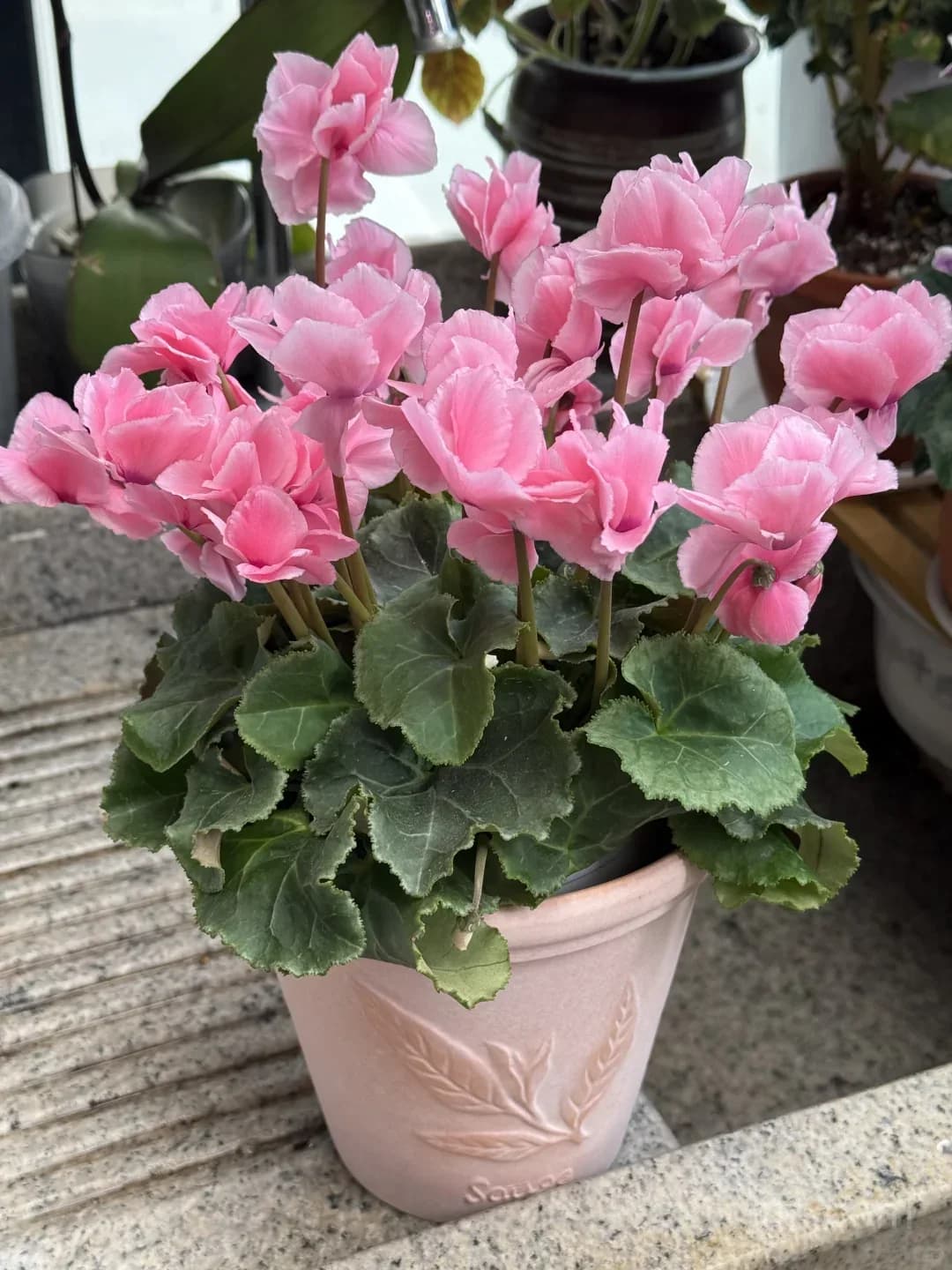 Cyclamen Bulbs– Easy-to-Grow Winter Bloomers for Indoor Pots, Balcony Planters & Holiday Decor - Main