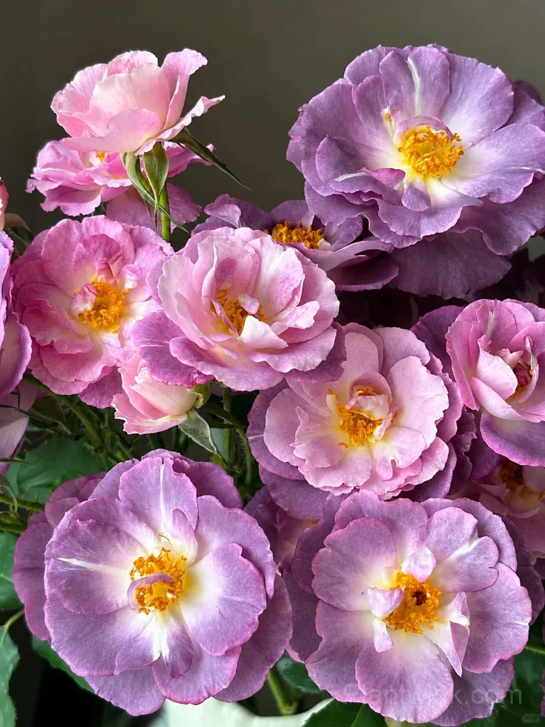 Blue Dream Rose Seeds – Beautiful Blue-Purple Blooms, Easy to Grow & Unique - View 4