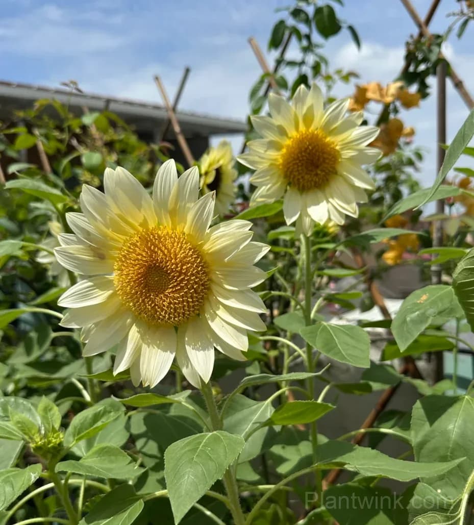 White Moonlight Sunflower Seeds – Elegant White Blooms, Easy to Grow & High Germination - Alt