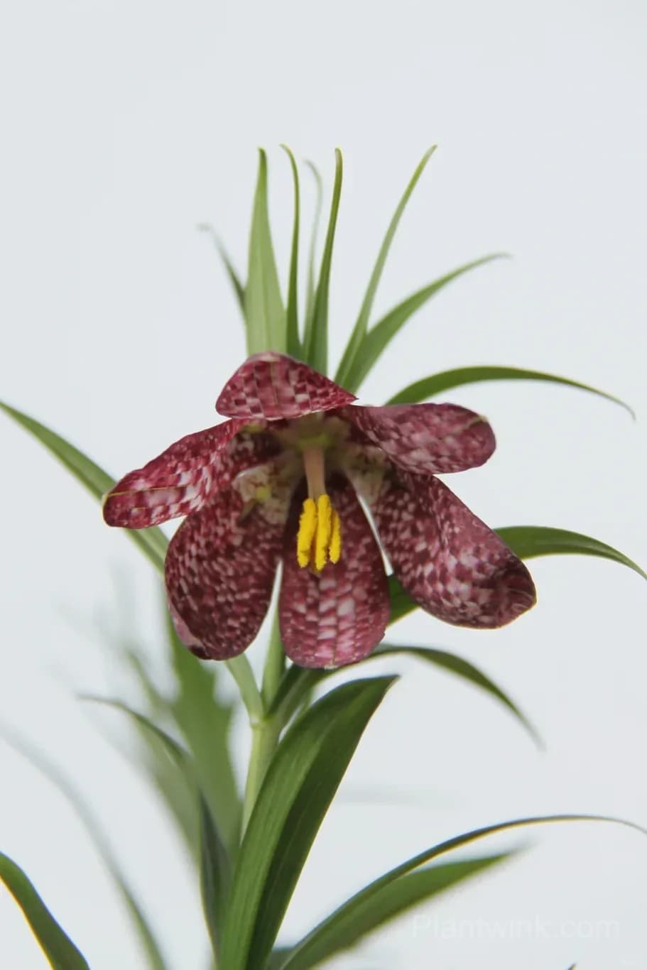 Fritillaria Meleagris Bulbs – Unique Checkered Spring Flowers for Gardens, Containers & Naturalizing - Alt
