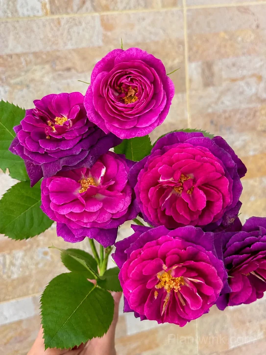 Purple Magenta Rose Seeds – Large Double Blooms, Easy to Grow - View 5