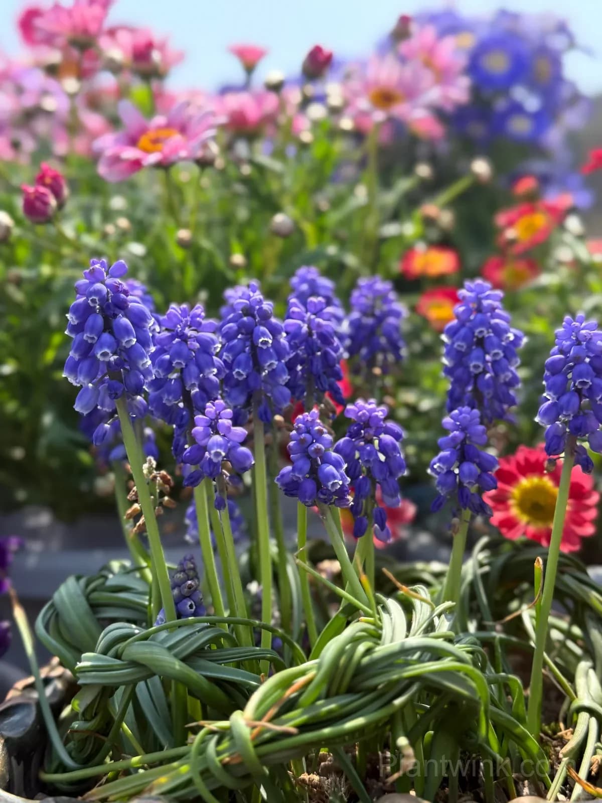 Grape Hyacinth Bulbs (Muscari) – Fragrant Blue Spring Flowers for Garden, Pots & Borders - View 9