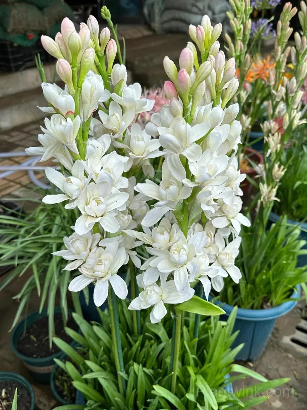 Tuberose Bulbs – Intensely Fragrant White Spikes for Night Gardens, Patio Planters & Perfume-Inspired Bouquets - Alt