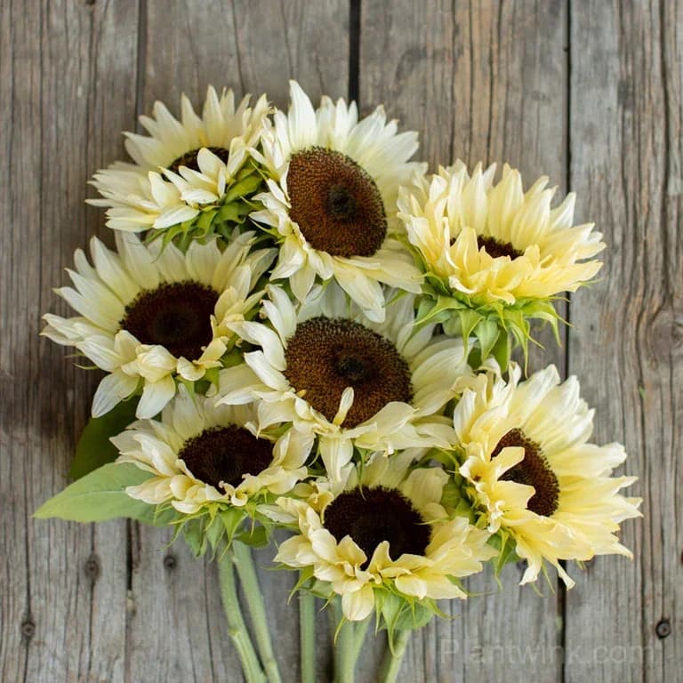 White Lover Sunflower Seeds – Elegant White Blooms, Easy to Grow & High Germination - View 6