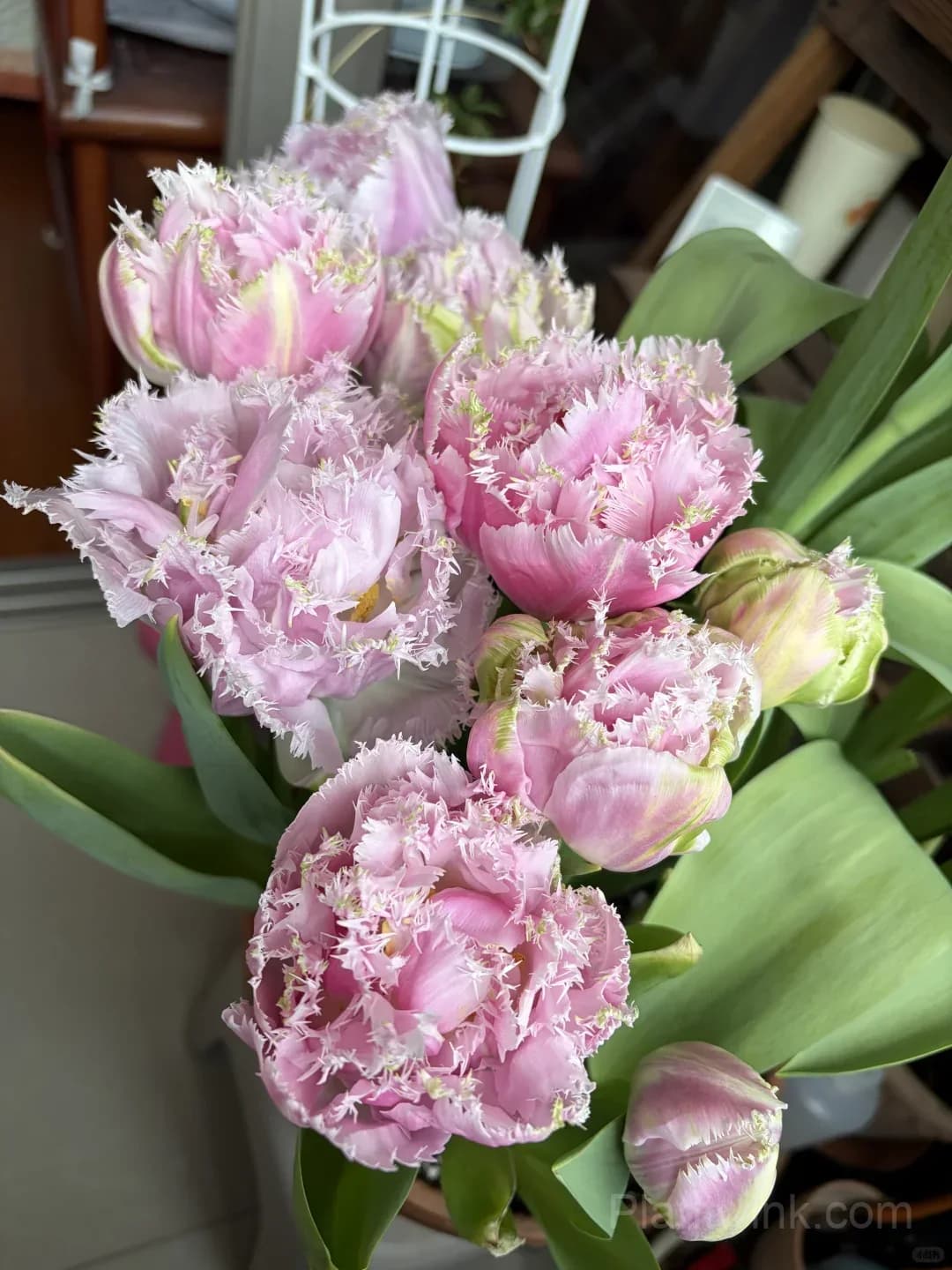 Pink Fringed Tulip Bulbs – Elegant Double-Layered Petals for Garden & Patio - Alt