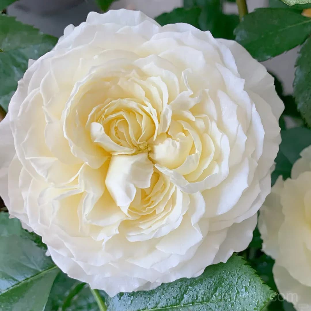 Cream White Rose Seeds – Large Double Blooms, Easy to Grow - Main
