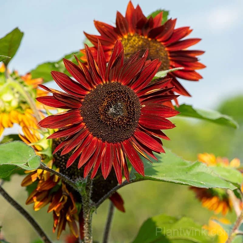 Hongyun Sunflower Seeds – Stunning Multicolor Blooms, Easy to Grow & High Germination - View 3