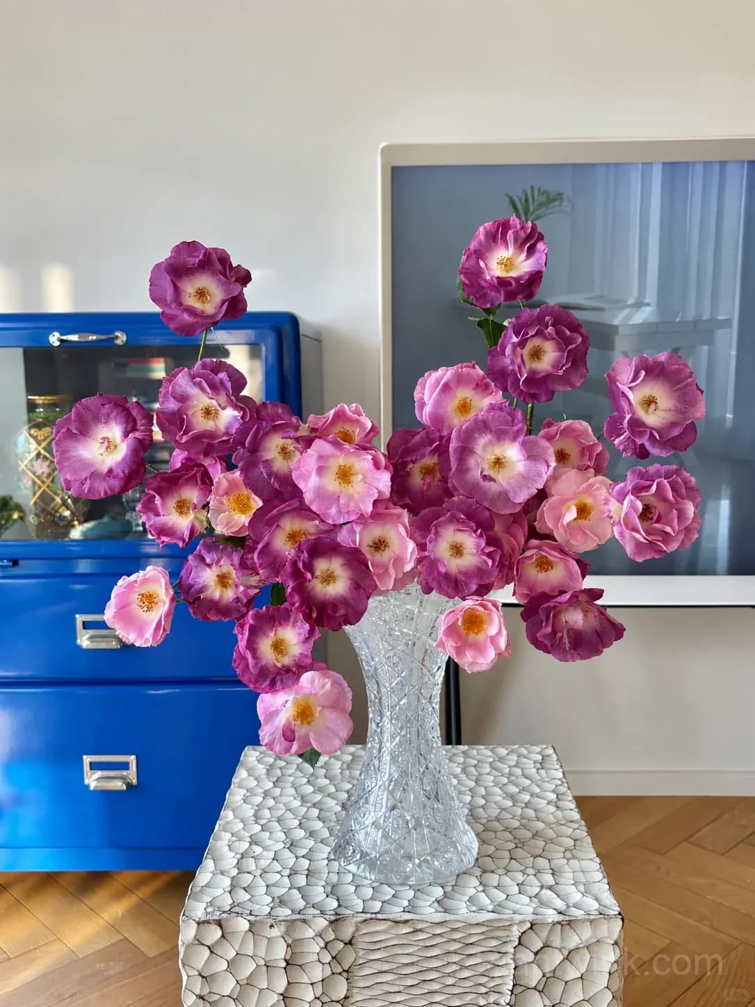 Blue Dream Rose Seeds – Beautiful Blue-Purple Blooms, Easy to Grow & Unique - View 3