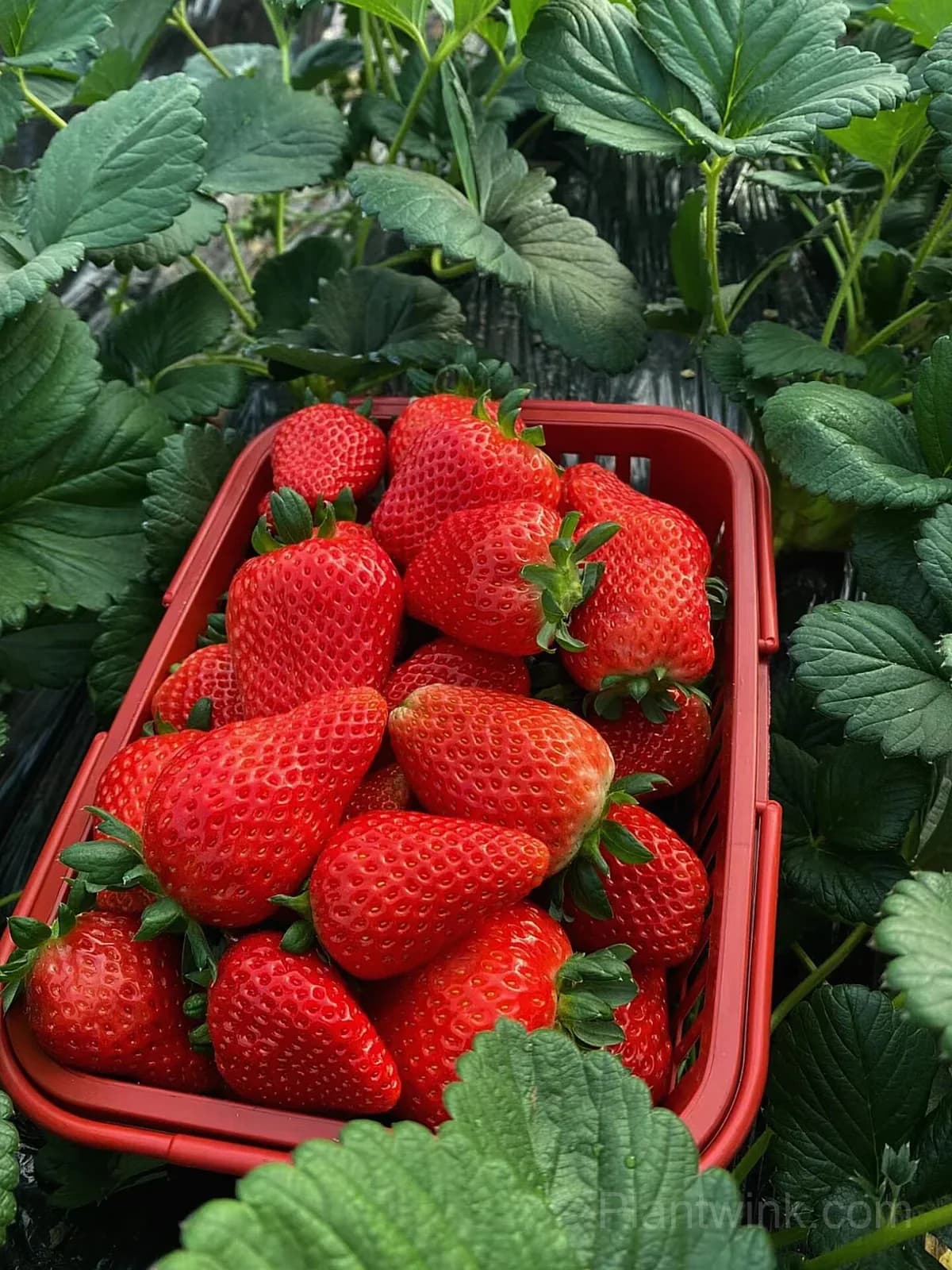 Everbearing Strawberry Seeds – Sweet Strawberries for Home Garden & Easy Growing - View 2