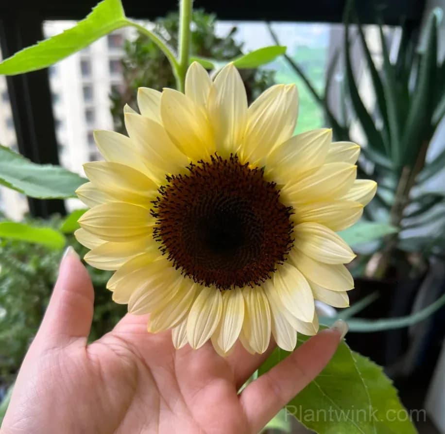 White Lover Sunflower Seeds – Elegant White Blooms, Easy to Grow & High Germination - View 7