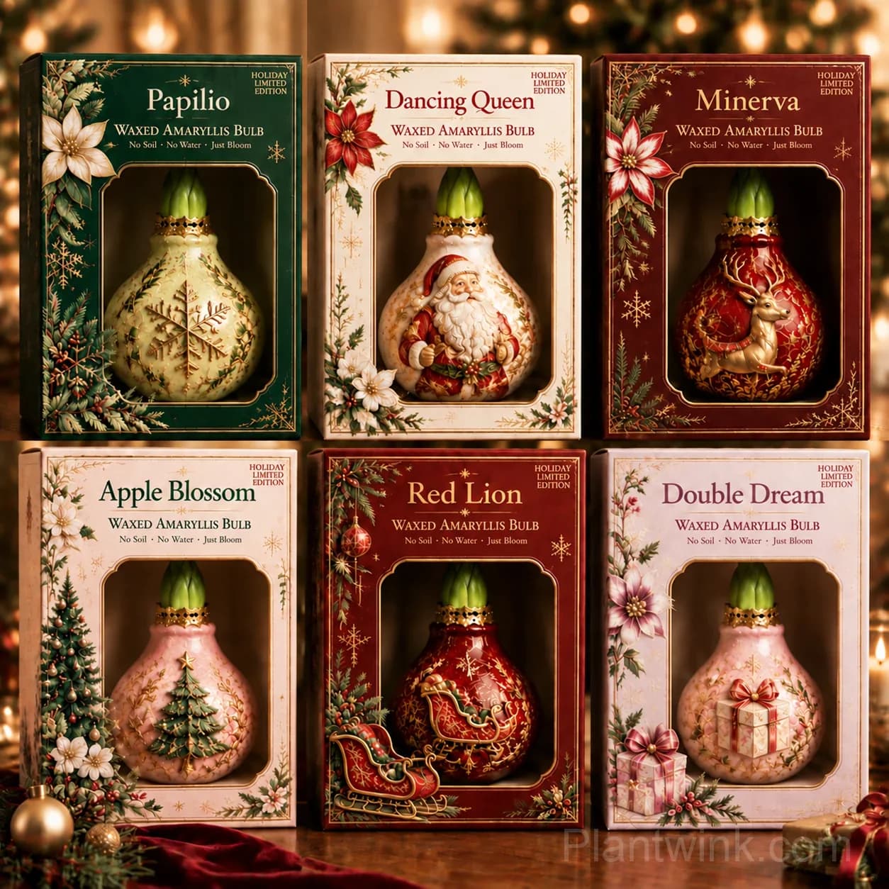 Holiday Waxed Amaryllis Bulbs – No Soil, No Water, Just Watch Them Bloom 🎄🌺 - View 8