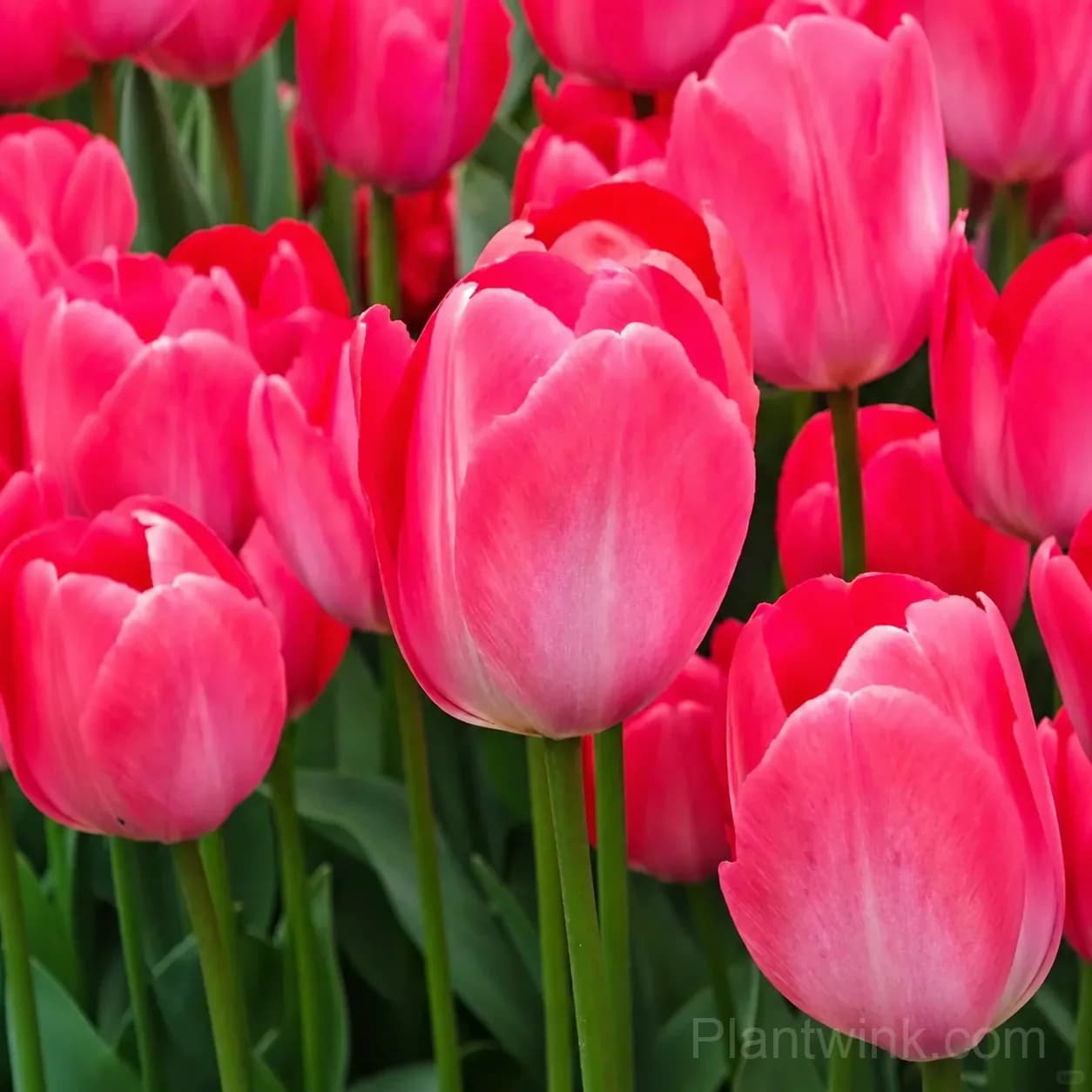 Pink & White Tulip Bulbs, Beautiful Pink Tulip Flowers for Garden, Patio & Pots - Alt