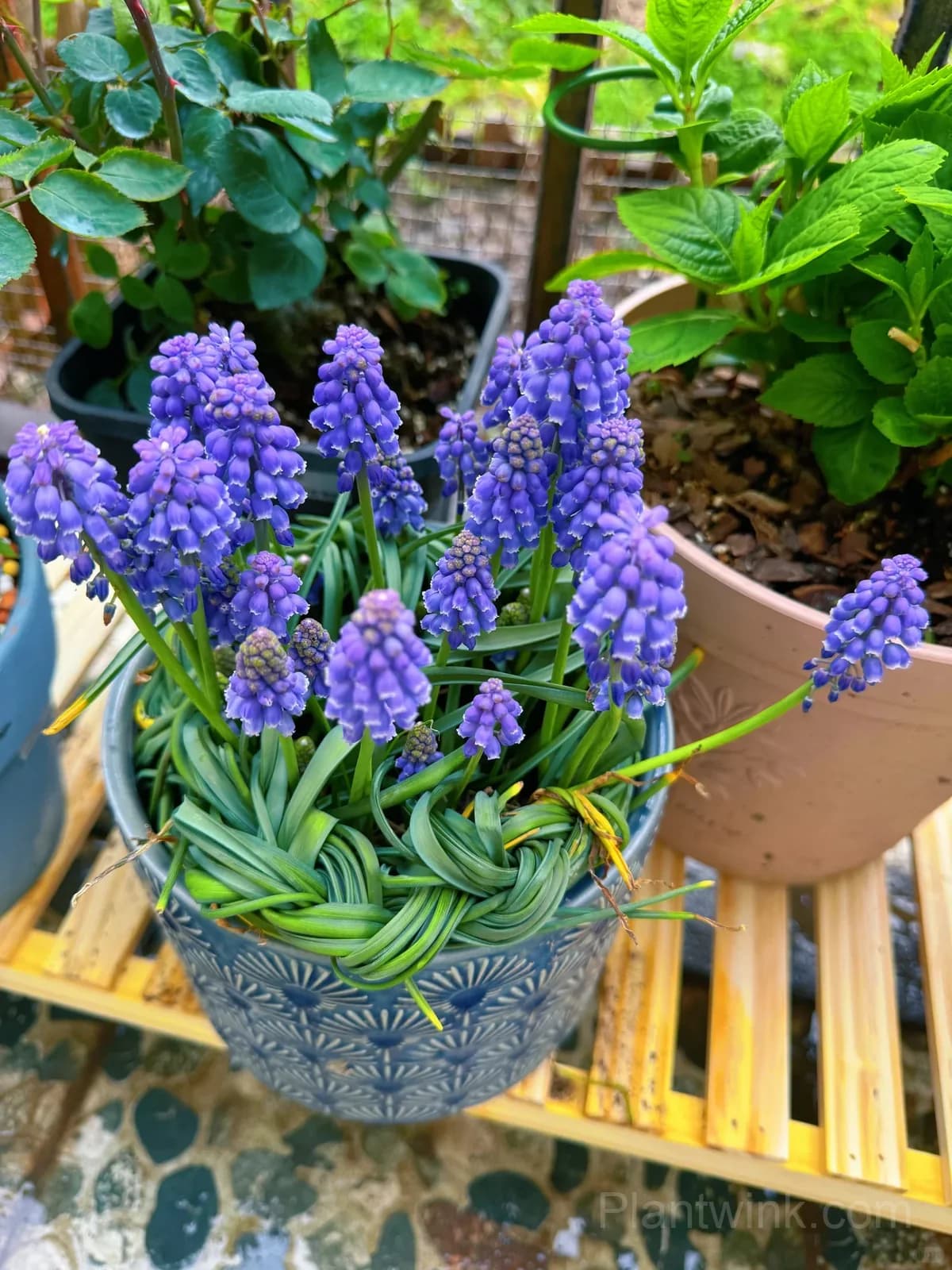Grape Hyacinth Bulbs (Muscari) – Fragrant Blue Spring Flowers for Garden, Pots & Borders - Main