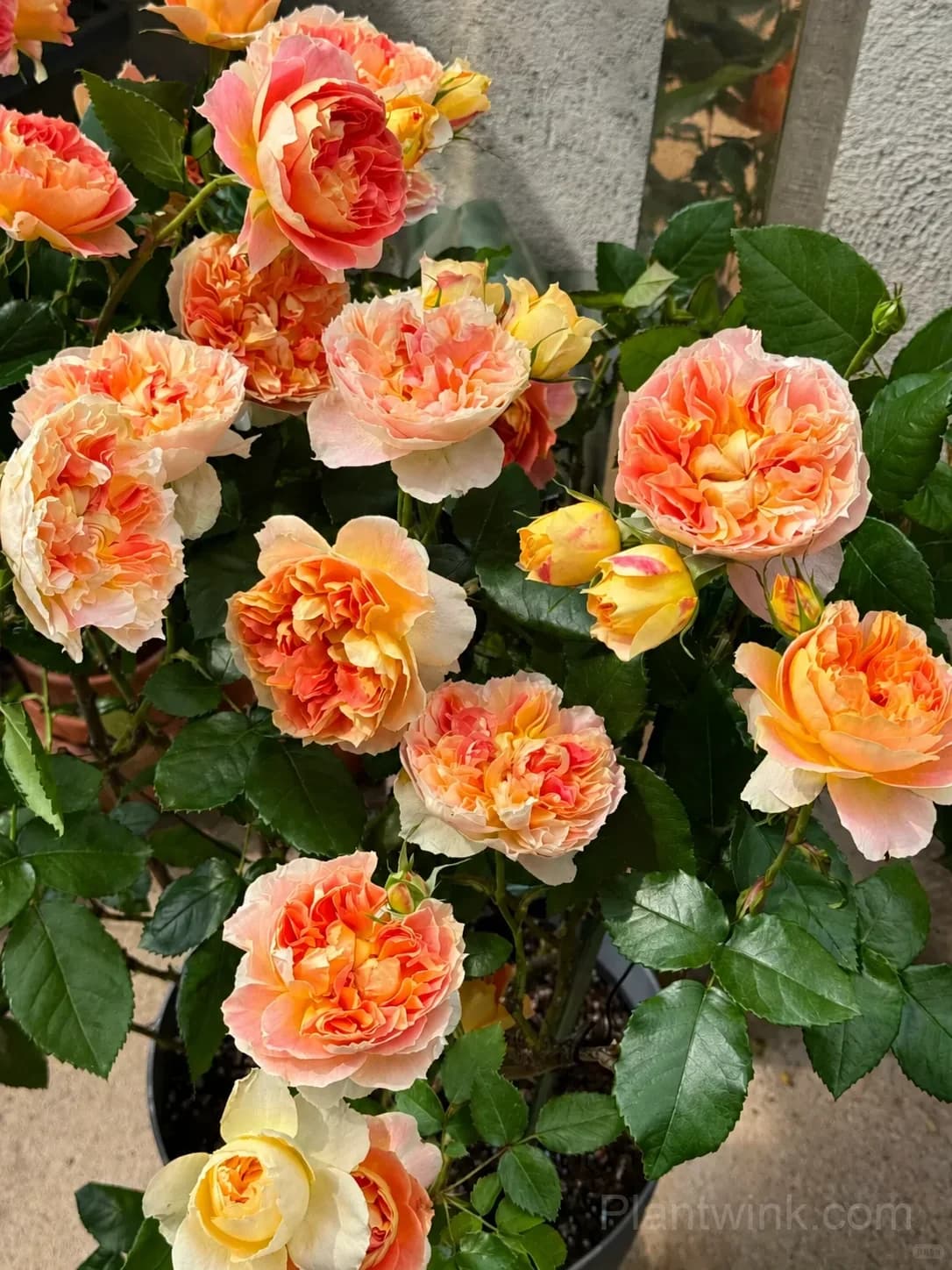 Pumpkin Orange Rose Seeds – Vibrant Orange Blooms, Easy to Grow & Fragrant - Main