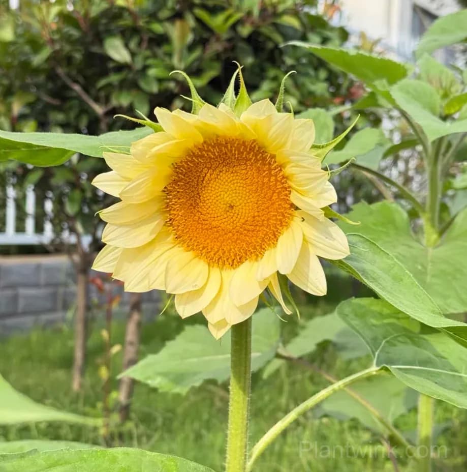 Cream Sunflower Seeds – Soft Yellow Blooms, Easy to Grow & High Germination - View 3