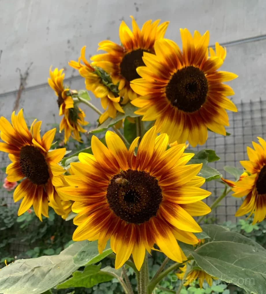 Multicolor Branching Sunflower Seeds – Colorful Multiple Blooms, Easy to Grow & High Germination - Main