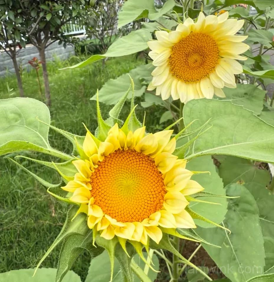 Cream Sunflower Seeds – Soft Yellow Blooms, Easy to Grow & High Germination - View 4