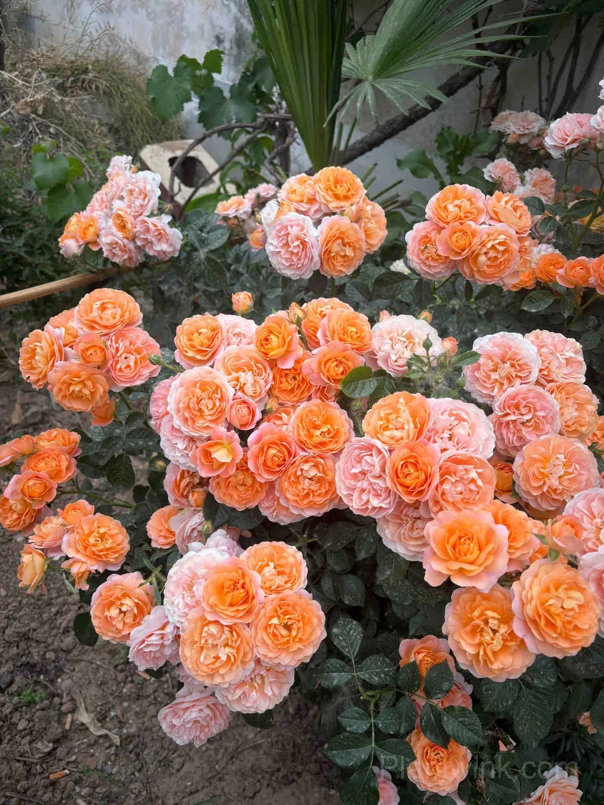 Orange Patio Rose Seeds – Vibrant Blooms, Compact Growth & Easy to Grow - View 2