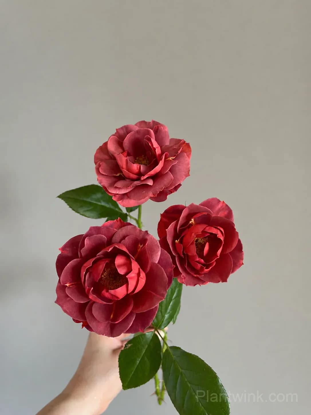 Dark Red Rose Seeds – Unique Deep Red Blooms, Easy to Grow & Beautiful - View 4